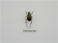 藏品(綠豔長腳花金龜)的圖片